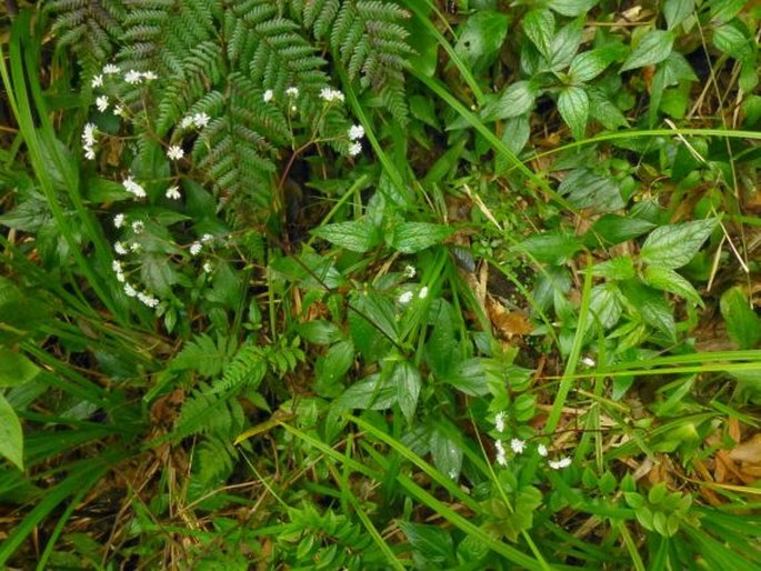 Adenostemma lavenia