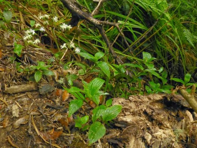 Adenostemma lavenia