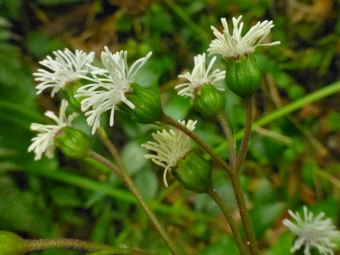 Adenostemma lavenia