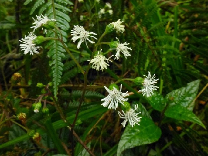 ADENOSTEMMA LAVENIA (L.) Kuntze