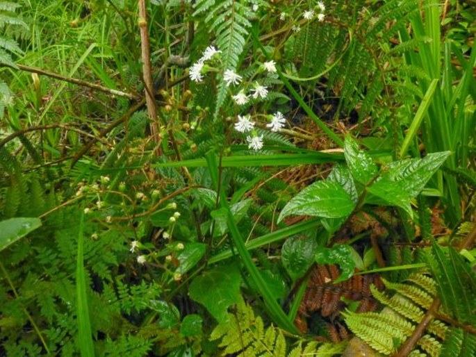 Adenostemma lavenia