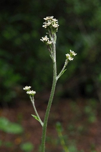 Adenocaulon chilense