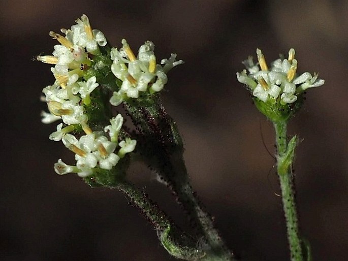 Adenocaulon chilense