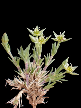 Adenonema cherleriae