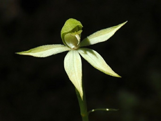 Adenochilus gracilis