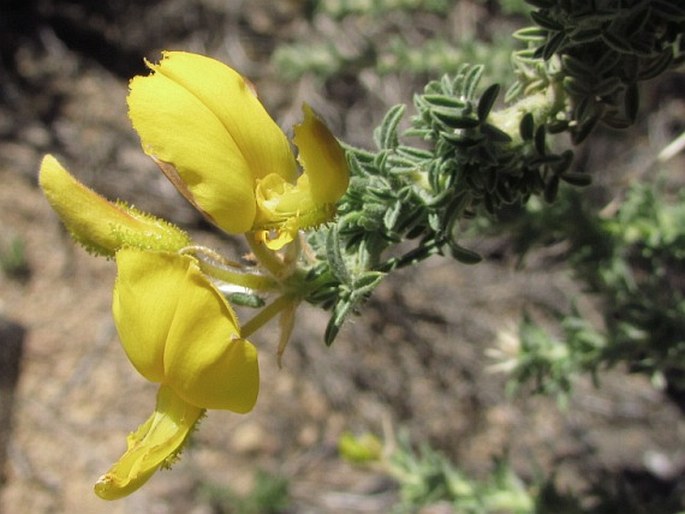 Adenocarpus viscosus