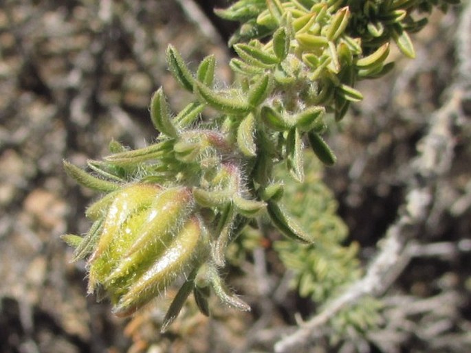 Adenocarpus viscosus