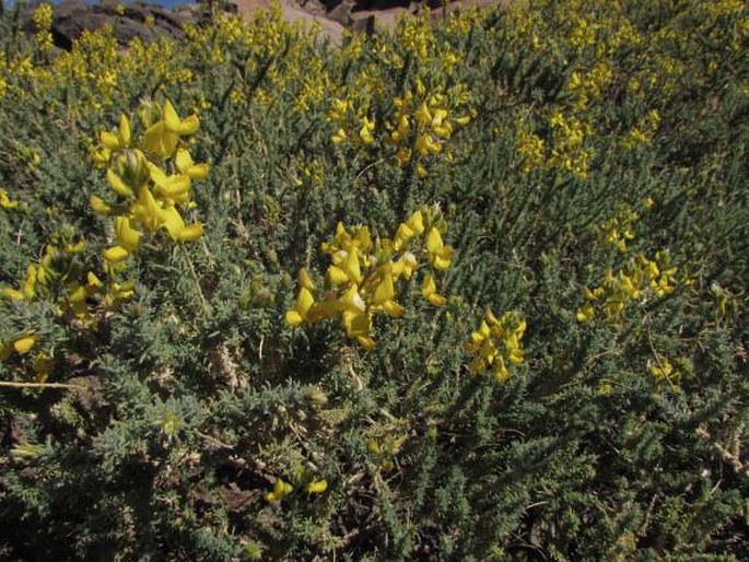 Adenocarpus viscosus