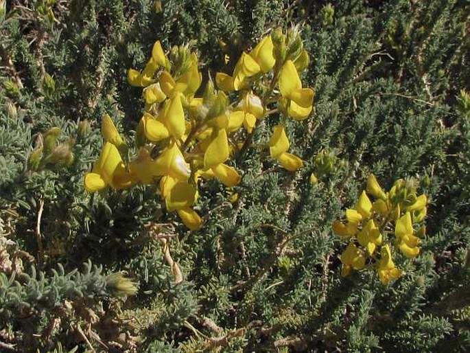 Adenocarpus viscosus