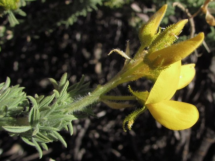 Adenocarpus viscosus