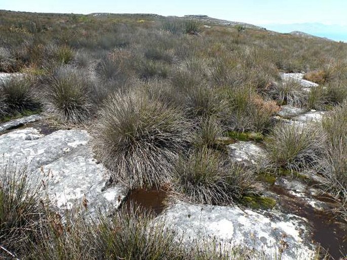 Adenandra uniflora