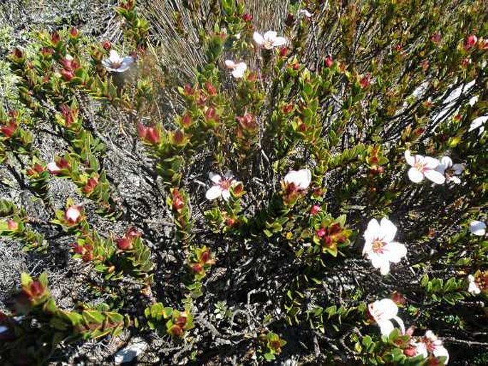 Adenandra uniflora