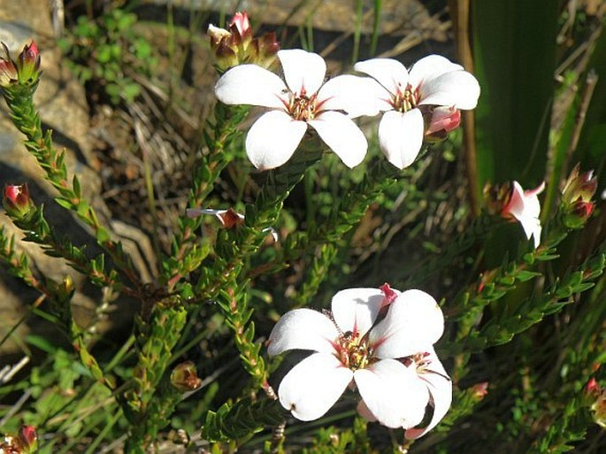 Adenandra uniflora