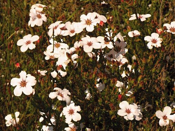 Adenandra uniflora