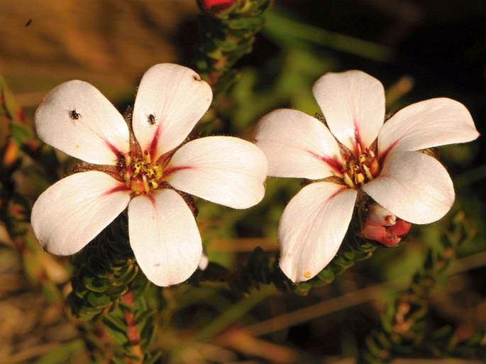 Adenandra uniflora