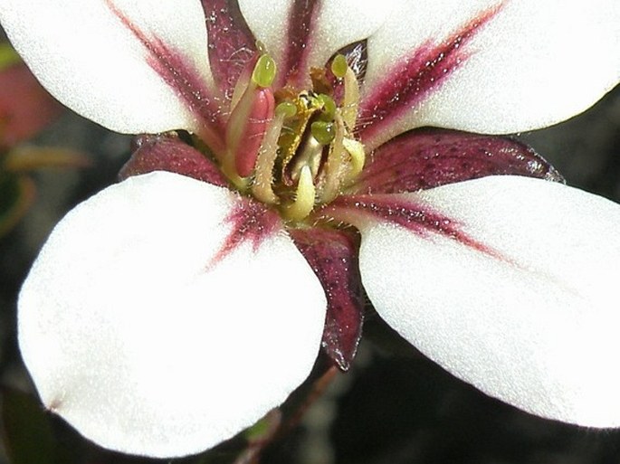 Adenandra uniflora