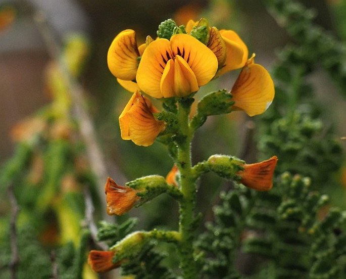 ADESMIA BORONIOIDES Hook. f.