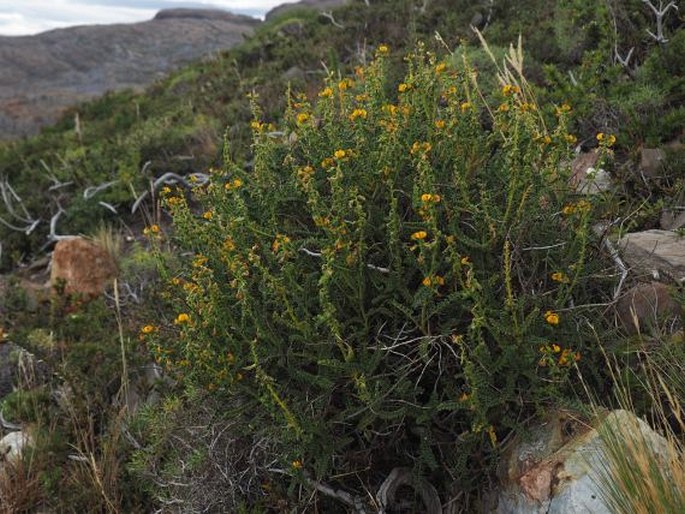 Adesmia boronioides