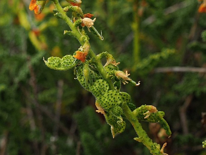 Adesmia boronioides