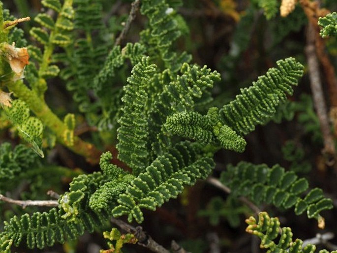 Adesmia boronioides