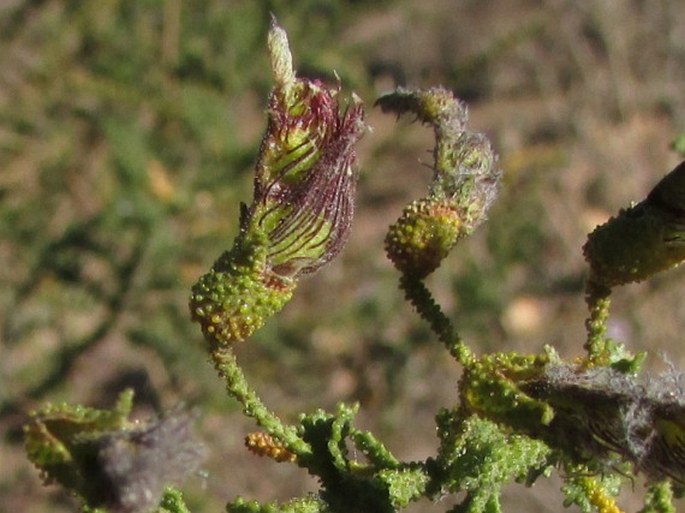 Adesmia verrucosa