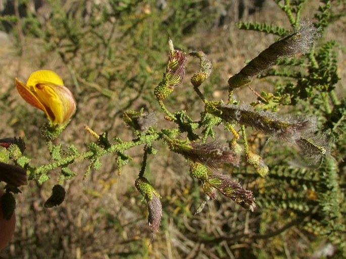 Adesmia verrucosa