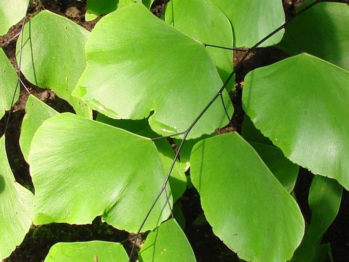 ADIANTUM PERUVIANUM Klotzsch - netík / adiant