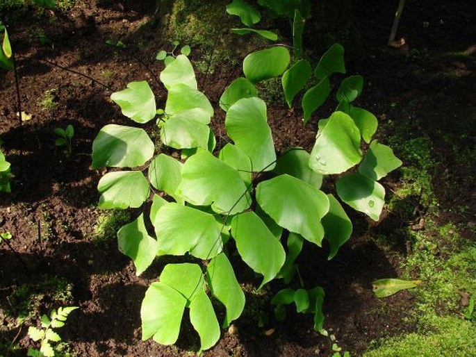 Adiantum peruvianum