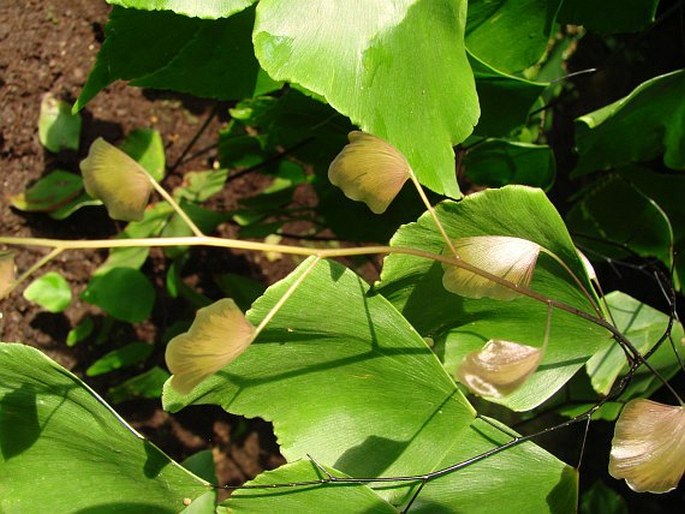 Adiantum peruvianum