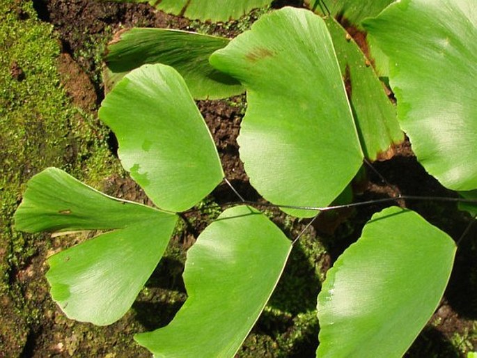 Adiantum peruvianum