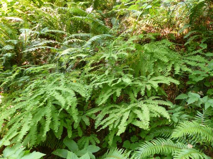 Adiantum aleuticum