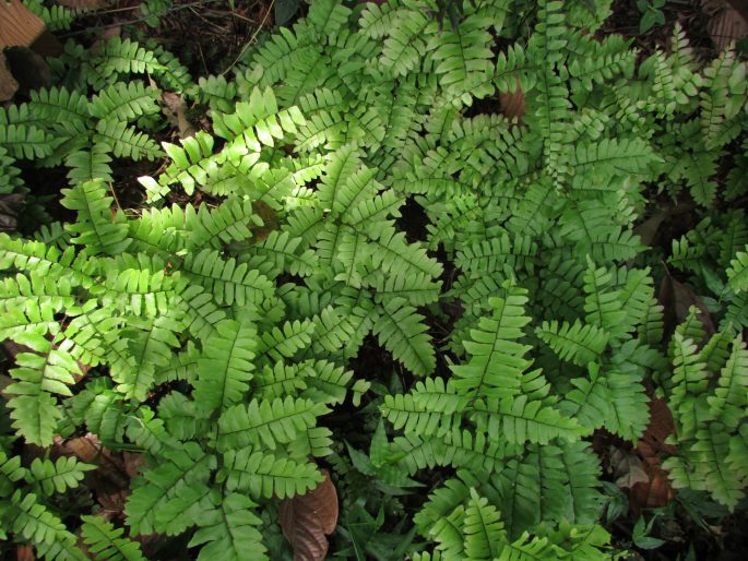 Adiantum latifolium