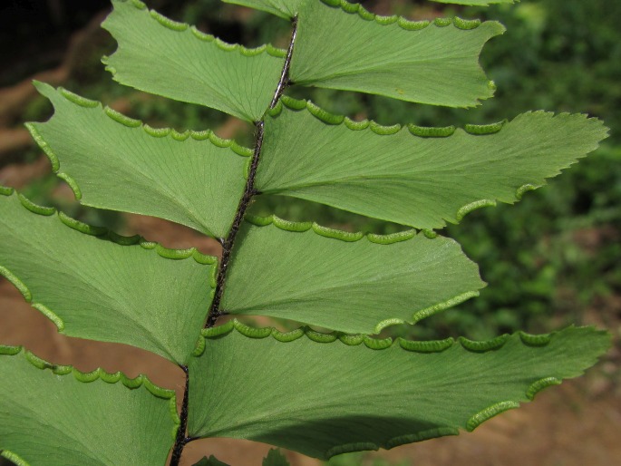 Adiantum latifolium