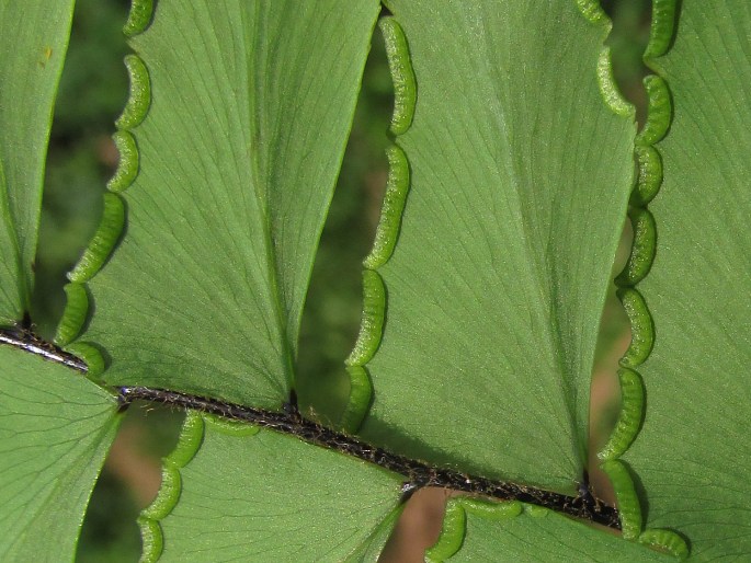 Adiantum latifolium