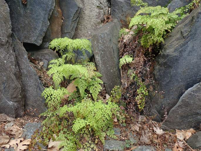 Adiantum venustum