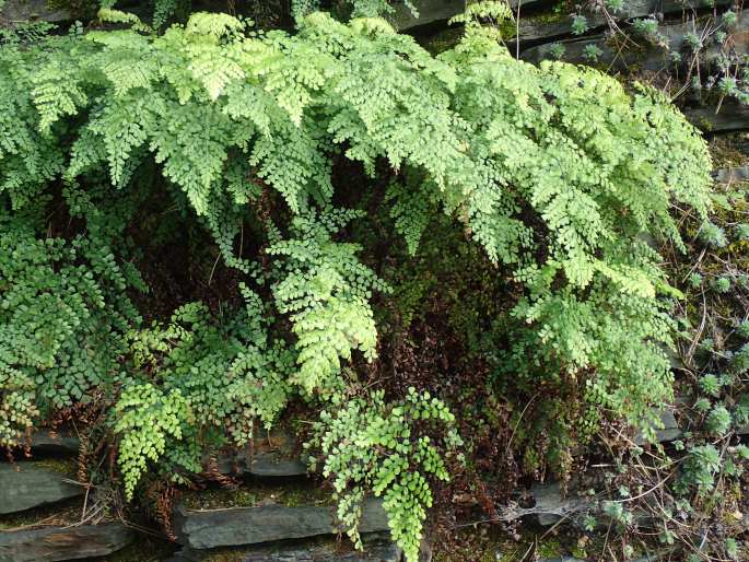 Adiantum venustum