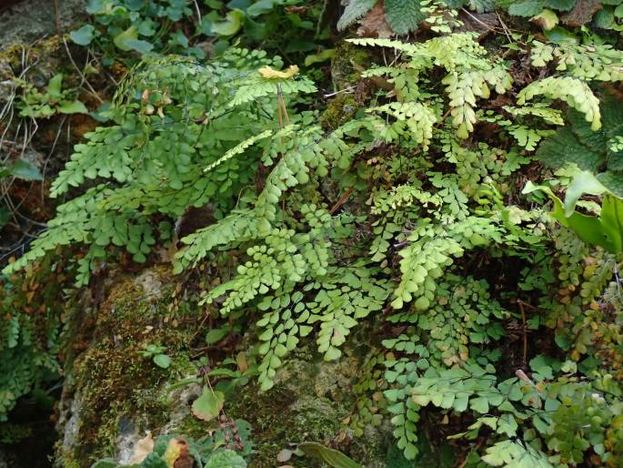 Adiantum venustum