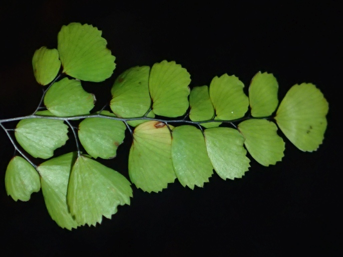 Adiantum venustum