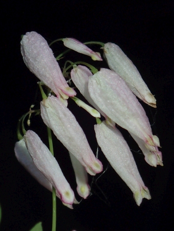 Adlumia fungosa