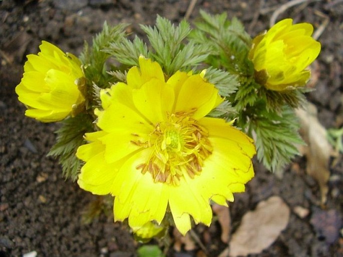 Adonis amurensis