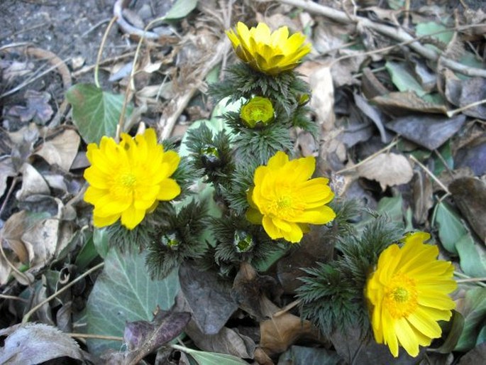 Adonis amurensis