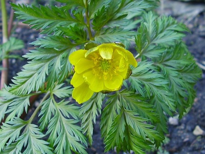 Adonis amurensis