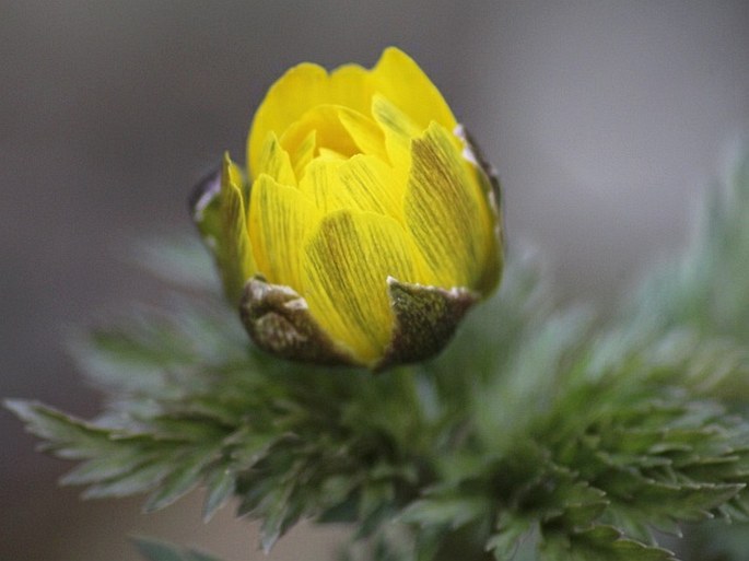 Adonis amurensis