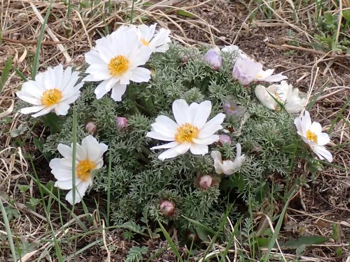 Adonis mongolica