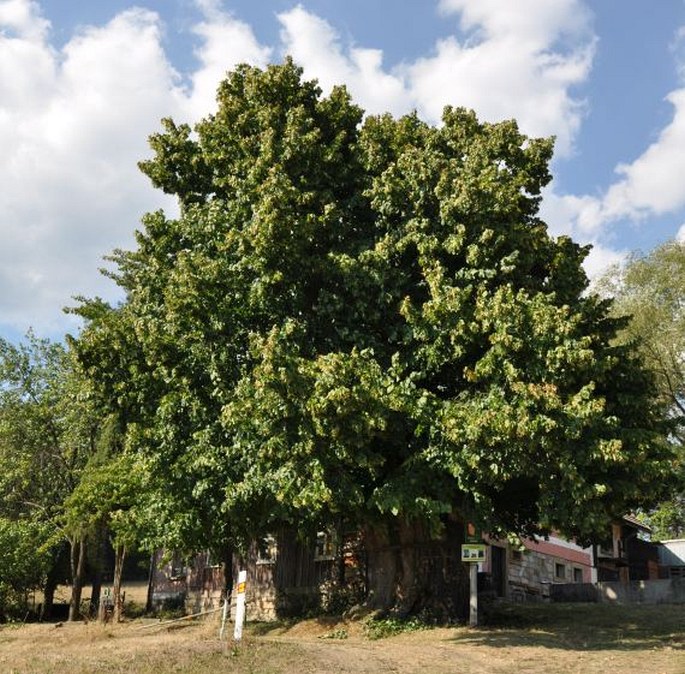 Adršpašská lípa