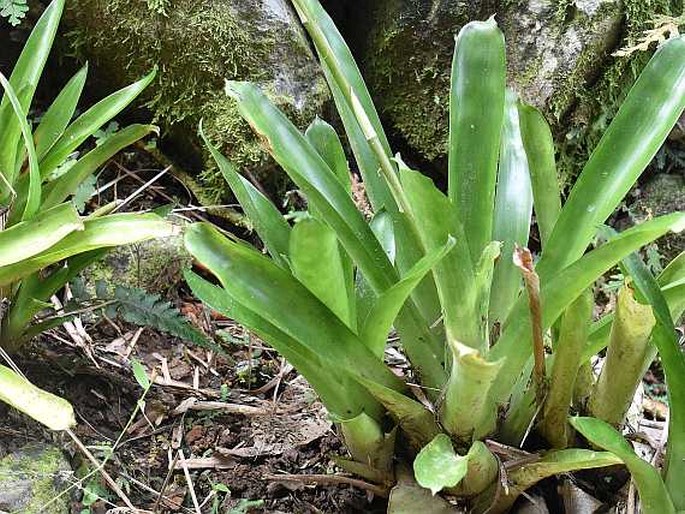 Aechmea gamosepala