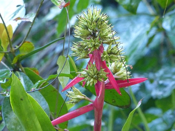 Aechmea aquilega