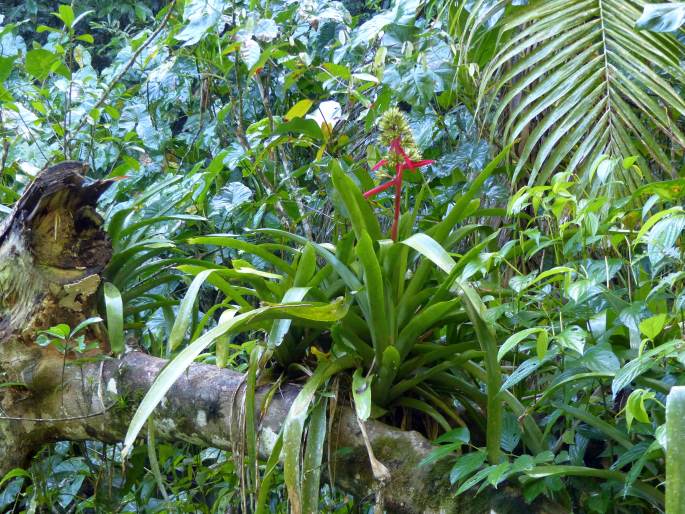 Aechmea aquilega