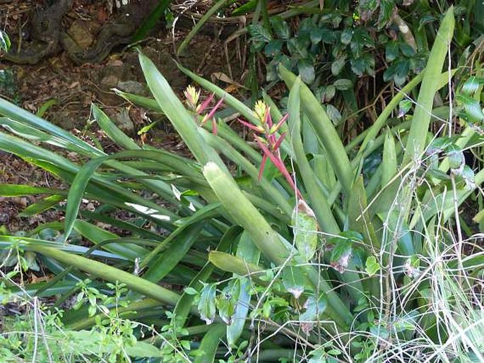 Aechmea aquilega