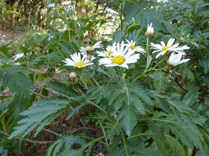 ARGYRANTHEMUM BROUSSONETII subsp. GOMERENSIS  Humphries – kopretinovec